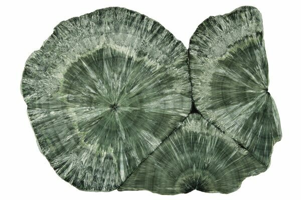This striking slab of seraphinite from the Korshunovskiy Mine in Siberia displays a dramatic radial structure characteristic of the finest material from this locality.